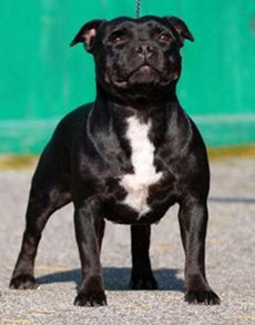 стаффордширский бультерьер